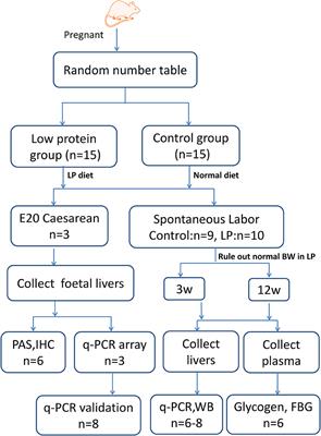 Maternal Protein Restriction Induces Alterations in Hepatic Unfolded Protein Response-Related Molecules in Adult Rat Offspring